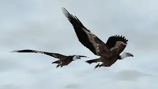 Vulture flock for Unity | Unity Asset