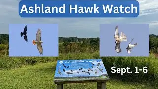 Ashland Hawk Watch Update: Highlights and Raptor Identification Practice (September 1-6, 2024)