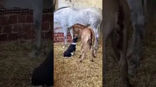 Ce Chien rencontre pour la première fois ce bébé cheval