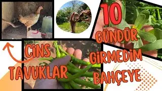 CİNS TAVUKLARIMIZ 🐔 10 GÜNDÜR BAHÇEYE GİRMEDİM ! #vlog #bahçe