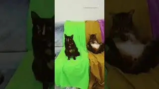 chiki chiki. 