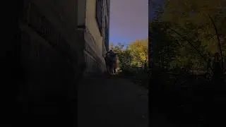 Мне так нравится это видео #териантроп #quadrobics #квадробика #therian