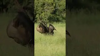Bull fight! Two wildebeest lock horns and one gets flipped! 