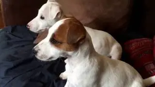 Puppies discovered DogTv - Des Chiots découvrent DogTv! Trop cute!