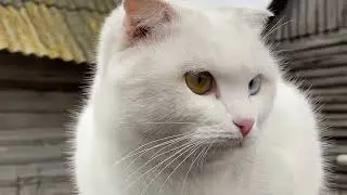 Beautiful cute deaf cat Alice ☺️🥰