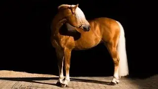 Amazing Horse - Haflinger