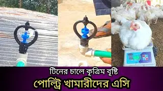মুরগির হিটস্ট্রোক কমাতে সহজ উপায়