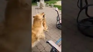 khi động vật ngáo ngơ #pets #shorts #haihuoc