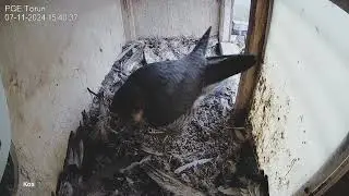 Sokół wędrowny PGE Toruń - Para z wizytą cz.2 😊