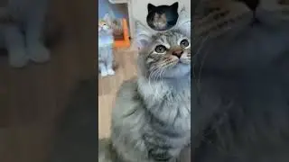 😻Пушистики из Кемерово 👍