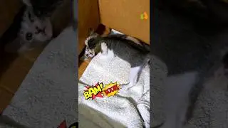 Kitty Fight 🤣🤣