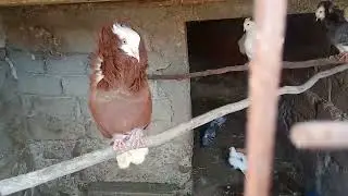 Noutăți la animale!