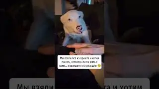 Пес из приюта, реакция 