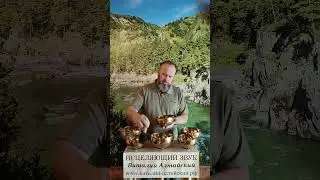Полное видео сеанса смотрите на моём Ютуб и ВК каналах #виталийалтайский
