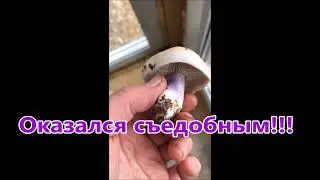 Оказался съедобным!!!