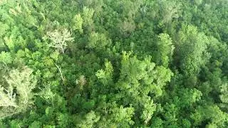 Sixteen Years of Post-Katrina Regrowth in the Pearl River Swamp