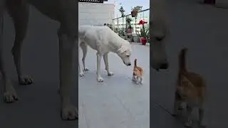 Дружба между котом и собакой