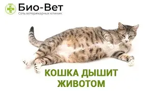 Кошка дышит животом - Причины и Что Делать // Сеть Ветклиник Био-Вет