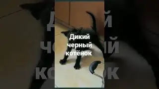 Дикий котёнок 