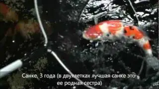 Ферма Yoshikigoi: история успеха (HD - 720p)