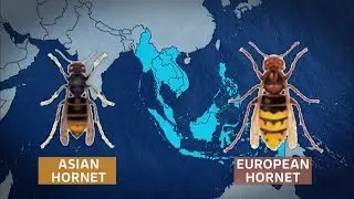 Devon university develops AI to detect Asian hornets (6) (UK/(Europe)) - 3rd April 2024