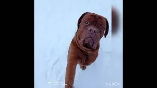 we play with my dog 🐶