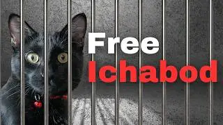 Will I go to jail for my cat?