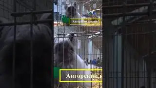 Ангорский кролик 