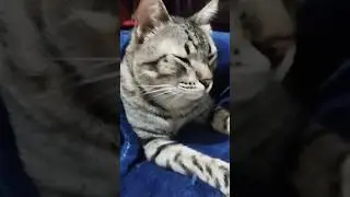 ✅ Bom dia pessoal espero que tenha uma ótima semana!       #gatos #cats #gatosfofos  #gatinhos