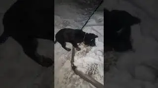 Гуляем
