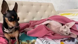 Очень ласковый той-терьер и кот