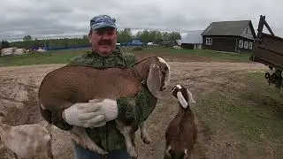 ПРОГУЛКА В ДЕРЕВНЕ С КОЗАМИ