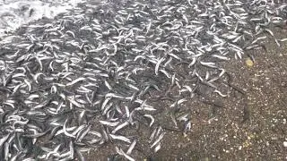 Мойва пошла)