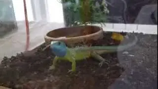 Ящерица зеленая