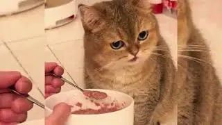 Fluffy Sounds || Animal ASMR