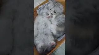 Lazy Cats Don't Feel Like Doing Anything 😆 | Cutest Pet On Internet #shorts #cat #pets  Paws and Fur