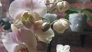 595.#Похвастушки🍂 Новиночки в моей коллекции орхидей🍂🍂🍂