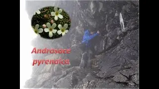 BIO-FLASH: Androsace pyrenaica