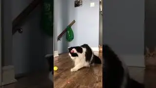 cat dance but not terrer cats and funny dog