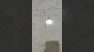 Two spiders fighting