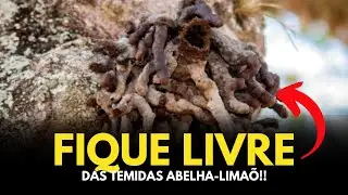Techniques to AVOID Lemon Bees in the Meliponário!