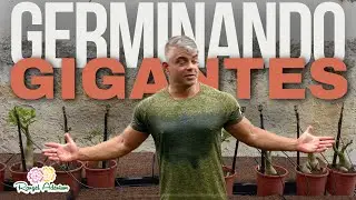 Germinando sementes das gigantes