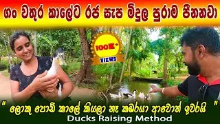 ගං වතුර ගලනකොට මෙයාලට රජ සැප මිදුලේ හැම තැනම පීනනවා | Free range Duck Farming | Ducks Raising Method