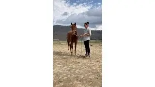 When Your Horse Steps on the Lead Rope