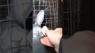 Сухарик для кролика 