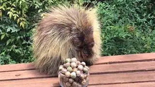 Teddy Bear the Porcupine Tries An Acorn