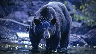 The Deadly Rampage at Liard River Hot Springs