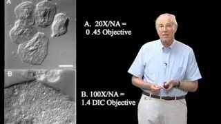 Microscopy: Pragmatics of DIC and Video-Enhanced Contrast Microscopy (Edward Salmon)