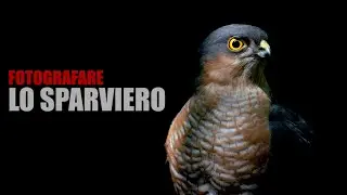 FOTOGRAFARE LO SPARVIERO - Fotografia naturalistica da capanno fisso