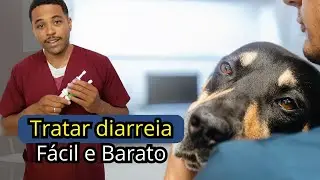 Diarrhea in dogs and cats. Probiotic for dogs with diarrhea: how to use.